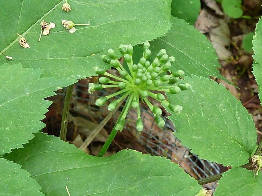 A ginseng plant beginning to flower