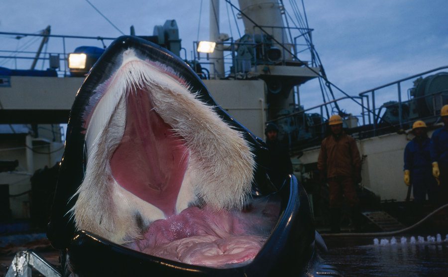 A view of a whale’s mouth. 