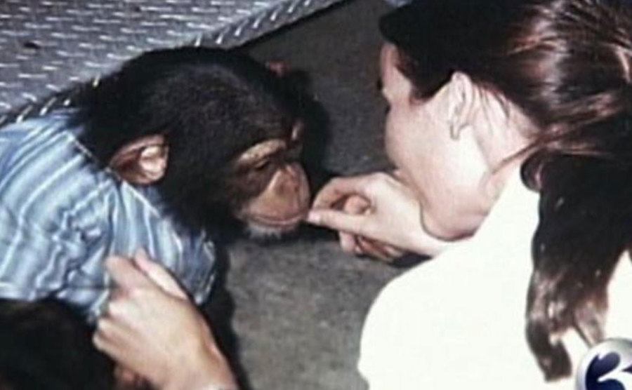 Sandra feeds a baby chimp. 