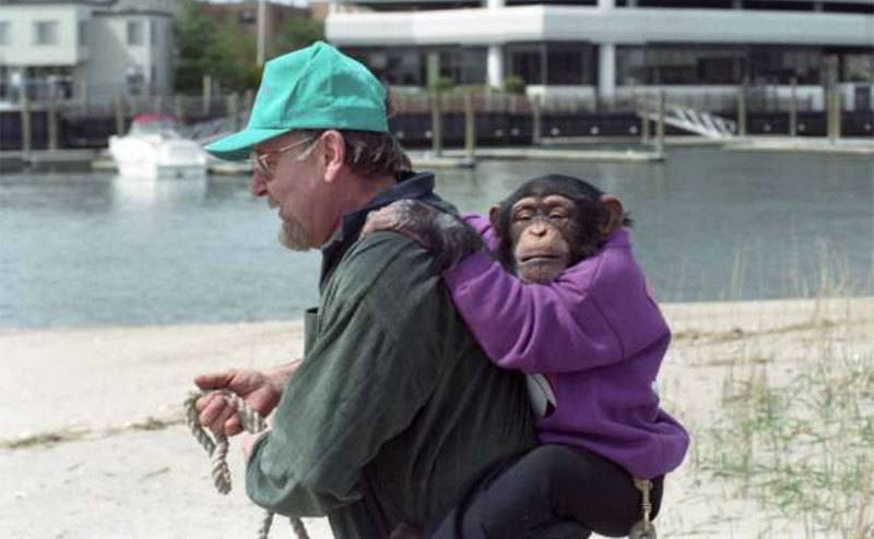Jerry walks with Travis, the chimp on his back. 