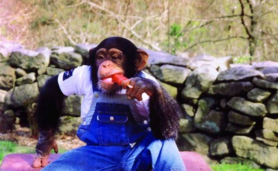 Travis, the chimp, eats a popsicle in the backyard. 