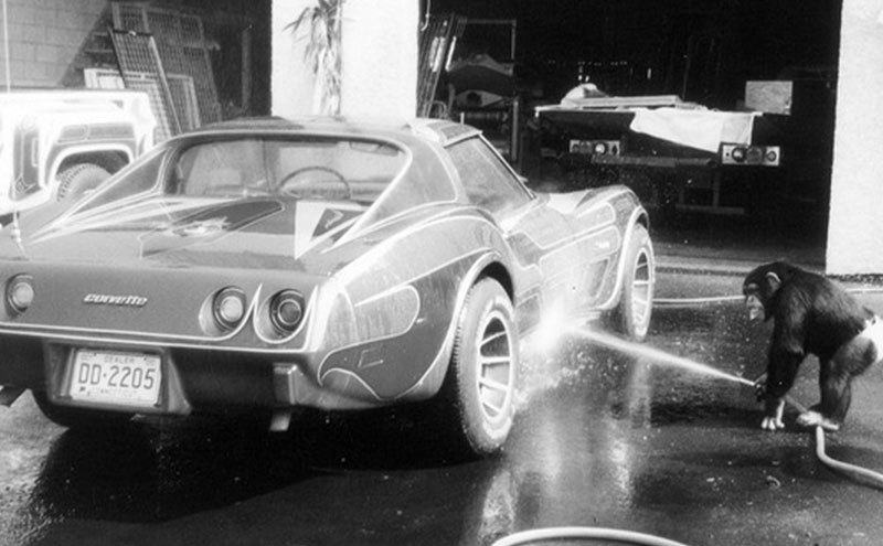 Travis, the chimp, washes the car. 