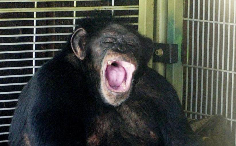 Travis, the chimp, is opening his mouth wide. 