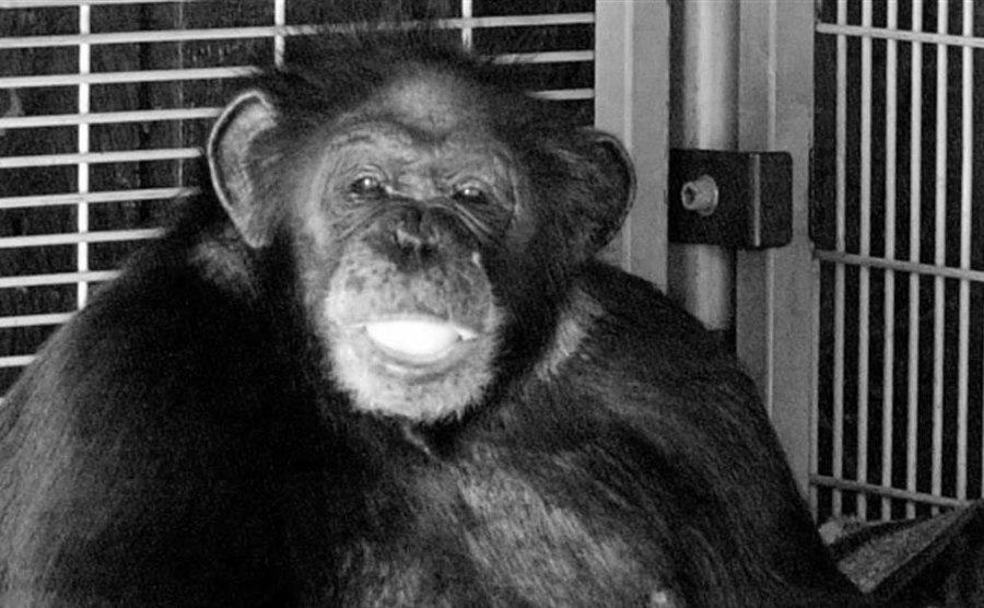 A photo of Travis the chimp. 